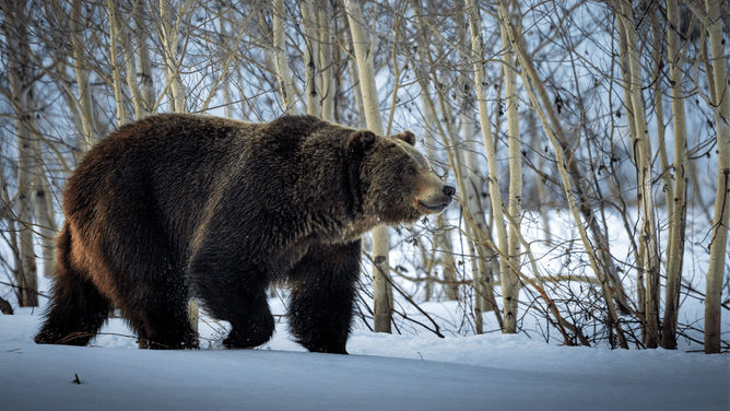 Boulder's Bear Awakening: What You Need to Know About Hibernation Season