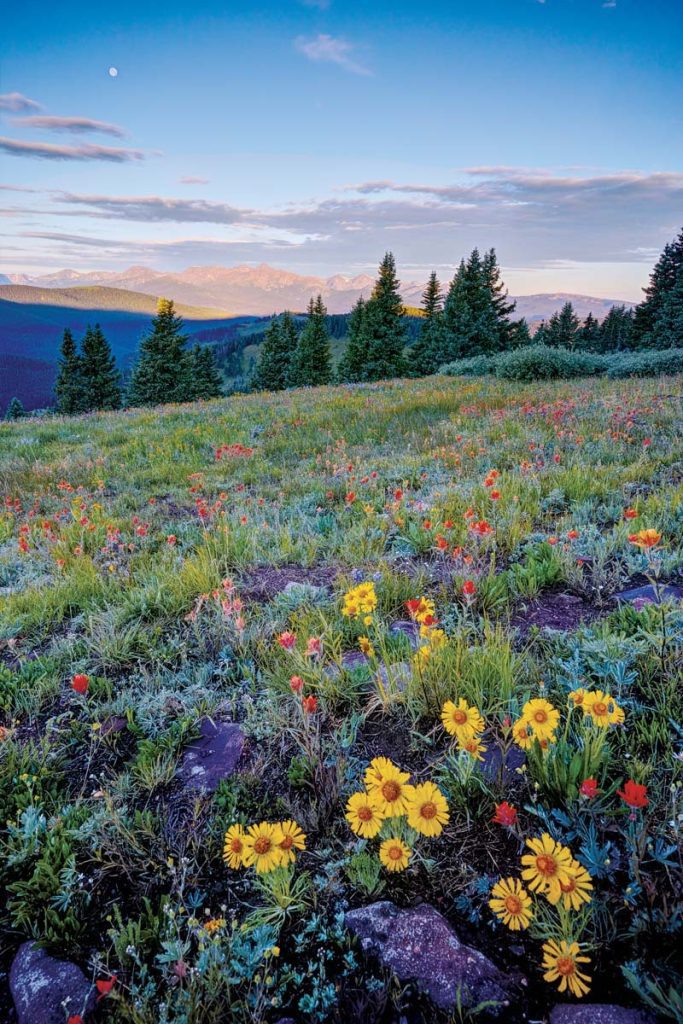 Chasing the Wildflowers: Exploring Colorado's Springtime Splendor