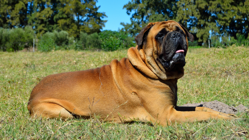 Famous Bull Mastiffs in History: Exploring Notable Dogs and Their Impact on the Breed's Legacy