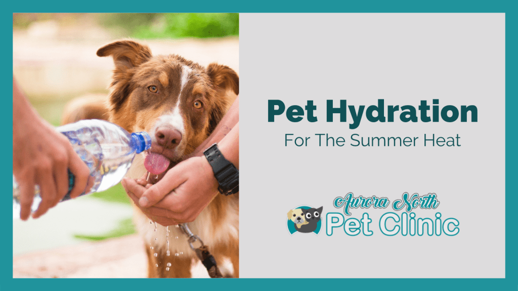 Hydration is Key: How to Keep Your Dog Safe and Healthy in the Summer Heat