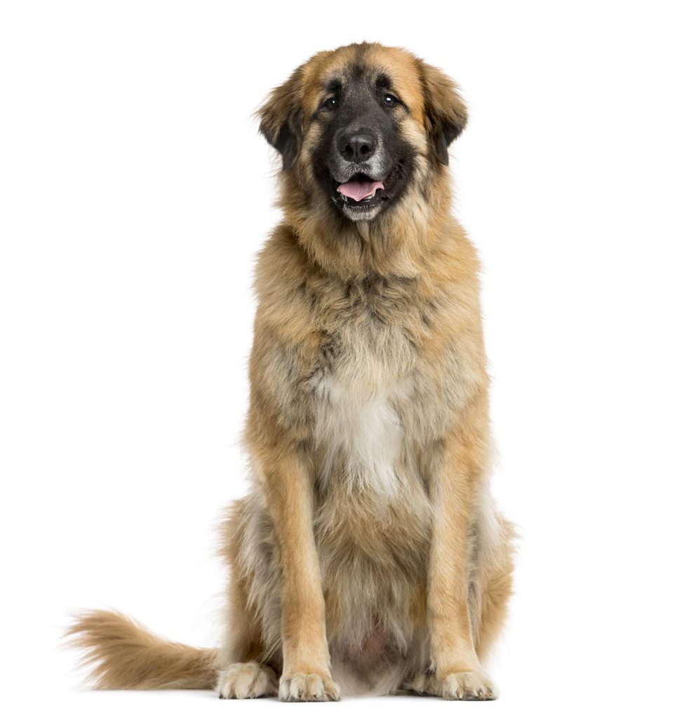 Leonbergers as Loyal Companions: The Perfect Breed for Devoted Owners