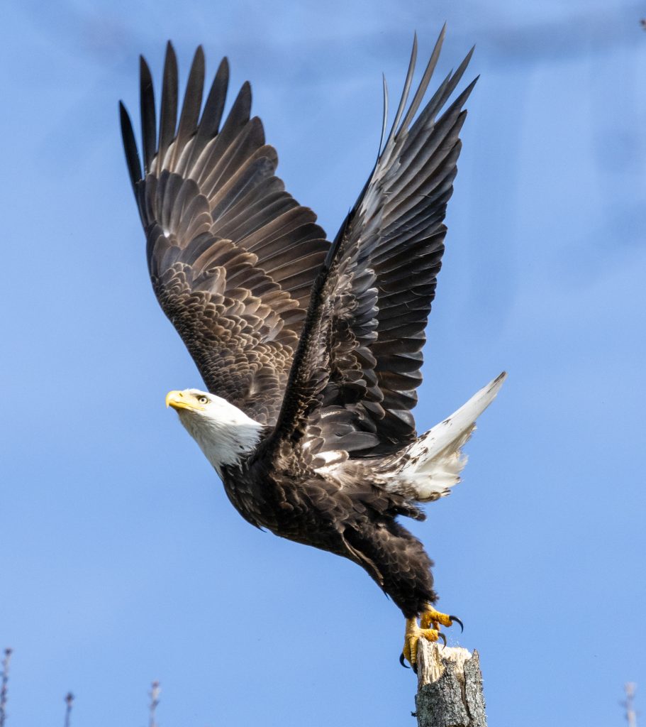 The Resurgence of Bald Eagles in Boulder: A Conservation Success Story