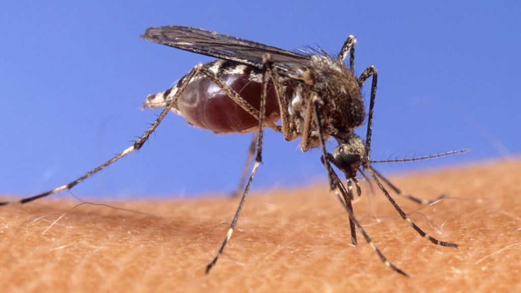 Bite Back: Navigating Boulder's Mosquito Season and Protecting Yourself