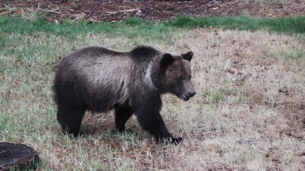 Staying Safe in Bear Country: Tips for Avoiding Encounters in Boulder, Colorado